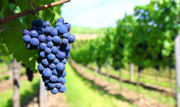 全球酿造红酒的葡萄品种有哪些呢