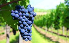 全球酿造红酒的葡萄品种有哪些呢