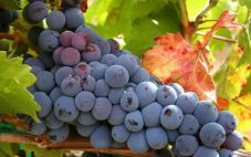 酿红酒的葡萄品种为什么有很多种