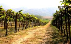 西班牙顶级葡萄酒产区