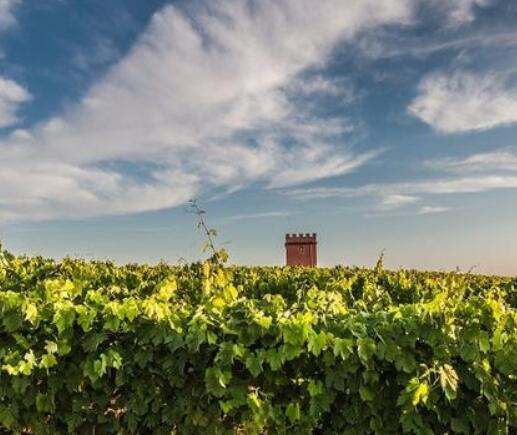 去年意大利有机葡萄酒的销售额高速增长