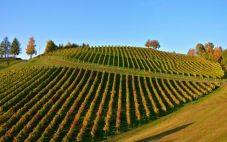 澳大利亚葡萄酒：墨累河岸葡萄酒产区