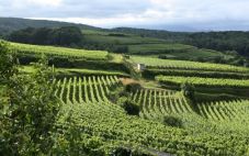智利葡萄酒产区：最佳葡萄酒指南