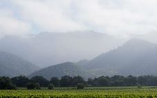美国云雀酒庄计划在纳帕谷产区种植研究板块