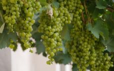 西班牙葡萄酒：卡瓦的酿酒葡萄沙雷洛Xarel-lo