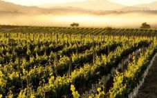 智利桑塔丽塔酒庄与葡萄酒大师协会再次建立合作关系