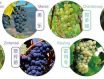 鉴赏法国葡萄酒六大要素我们知道有哪些呢？