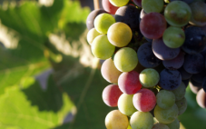 葡萄产量与葡萄园劳动力现状