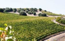 暑假意大利葡萄酒旅游去哪里好？