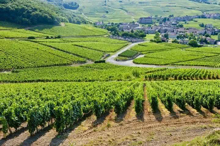 葡萄酒工业将受全球气候变暖影响是怎么样的呢？