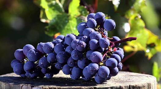 赤霞珠：葡萄酒王国的“国王”是怎么样的呢？