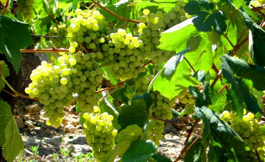 法国十大白葡萄品种有哪些我们了解多少呢？
