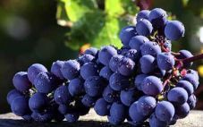 赤霞珠：葡萄酒王国的“国王”是怎么样的呢？