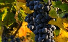 葡萄酒品鉴：不同品种葡萄酒中的水果味我们了解多少呢？