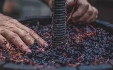 葡萄酒的酿制方法步骤我们了解多少呢？