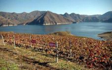 集安鸭绿江河谷——中国山葡萄冰酒顶级产区