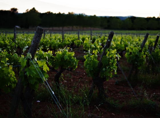 卡达马尔卡（Catamarca）产区——阿根廷年轻的葡萄酒产区
