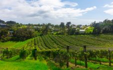 吉斯本（Gisborne）产区——新西兰第三大葡萄酒产区