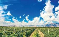 截止2019年底，宁夏葡萄酒产业综合产值达到260亿元