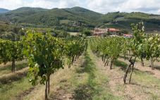 奥地利葡萄酒产区