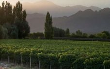阿根廷风之语酒庄在英国市场推出新款珍藏西拉葡萄酒