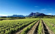 英国精品葡萄酒商Justerini & Brooks与南非施托姆酒庄建立合作关系