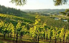 英国Berkmann葡萄酒商成为加州山脊酒庄的英国分销商