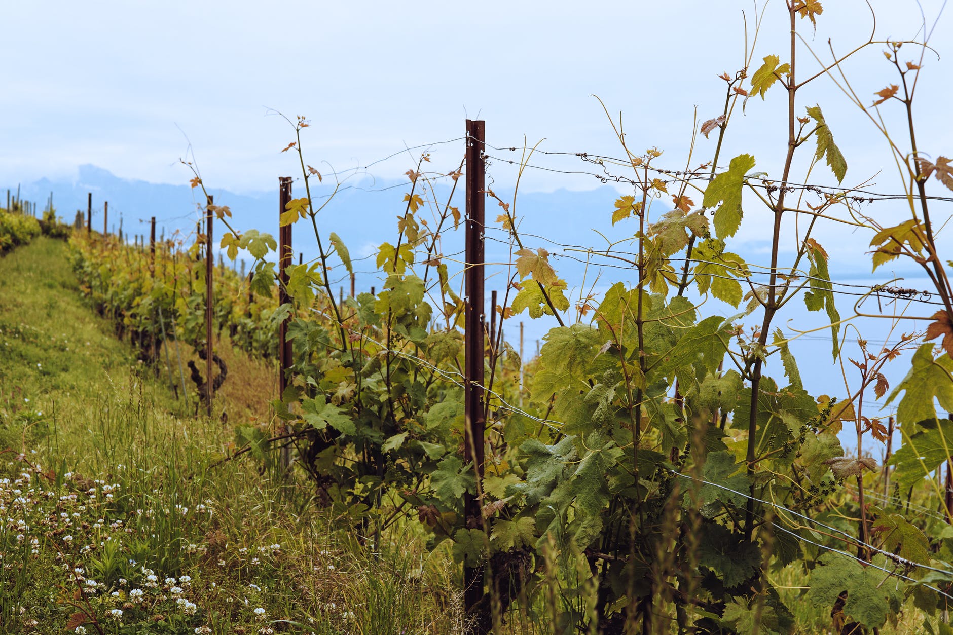 为什么葡萄施用的化肥会改变葡萄酒的芳香呢？