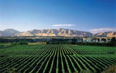 新西兰新玛丽酒庄推出有机葡萄酒系列产品