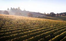 加州科波拉酒庄被Delicato Family Wines公司收购