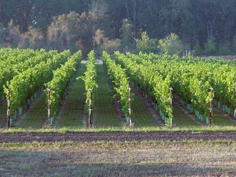 埃克霍恩岭酒庄Elkhorn Ridge Vineyards Winery