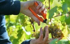 2021年份德国葡萄采收量预计达到8.7亿升