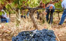 2021年1-9月，葡萄牙葡萄酒出口额增长11.7%