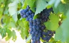 南非葡萄酒行业机构发布2022年酿酒葡萄酒收成估算报告