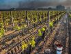 受恶劣天气影响，2021年法国葡萄产量严重下跌