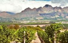 2022年南非酿酒葡萄产量预计会减少