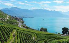 瑞士政府计划增加财政资源用于推广瑞士葡萄酒