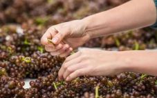 2022年份新西兰第一批葡萄已经采收