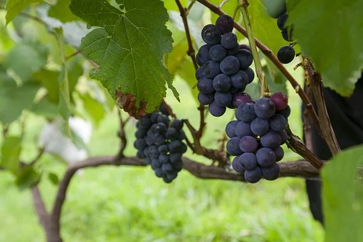 国际常见的红葡萄品种有哪些呢？