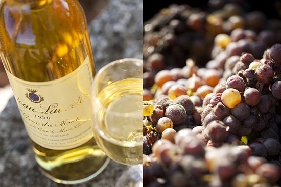 贵腐酒是什么？感染了霉菌的葡萄也能酿酒？
