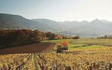 德国葡萄酒协会发布最新出口数据