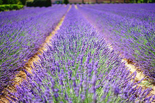 浪漫的普罗旺斯（Provence）产区介绍