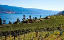 加拿大卑诗省葡萄酒2022年产量将下降30%