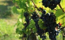 “醉”受欢迎的10种葡萄品种