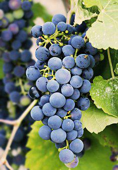 葡萄酒术语:染色葡萄的介绍