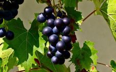 追溯加州传统葡萄酒的根源