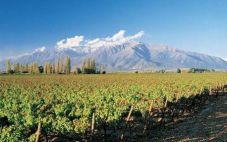 智利葡萄酒在中国市场出口份额持续上涨