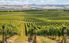 2022年采收季有望补充新西兰葡萄酒库存