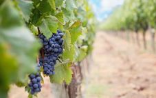 智利葡萄园的生物多样性如何酿造更好的葡萄酒
