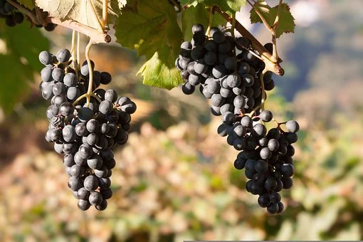 一种葡萄，多种风格：穿越意大利的内比奥罗